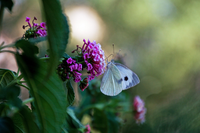 pieris-rapae- koolwitje - vlinderplanten - inheemse soorten